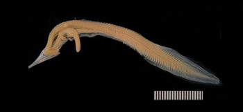 Media type: image;   Ichthyology 165900 Aspect: lateral,description